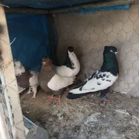 کبوتر|پرنده|مرودشت, بیست متری بیمارستان|دیوار