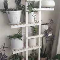 گل آپارتمانی ۱۸ عدد گلدان زیر قیمت|گل و گیاه طبیعی|مشهد, ایثارگران|دیوار