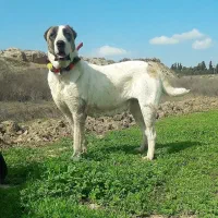 سگ البایی ماده