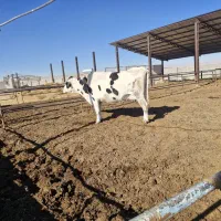 یک رس گاواوستن