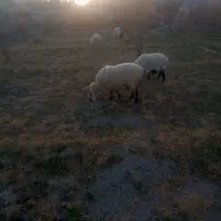 فروش گوسفند