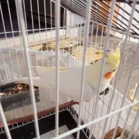 عروس هلندی|پرنده|بهشهر, |دیوار