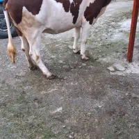 گاوسیمنتال