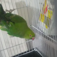 عروس هلندی ملنگو گیرنچیک|پرنده|هشتگرد, شهرک گلها|دیوار