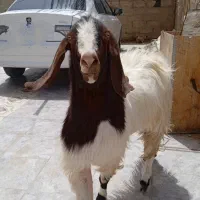 نر بز