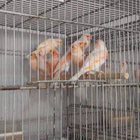 قناری مزاییکی