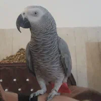 کاسکو نر دستی و جوجه سرلاکی کاسکو