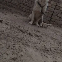 سگ پاکوتاه|سگ|زابل, |دیوار