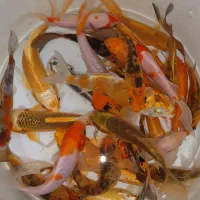 ماهی کوی در انواع سایز و رنگ مختلف