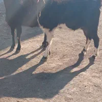 13م|حیوانات مزرعه|تربت جام, معدآباد|دیوار