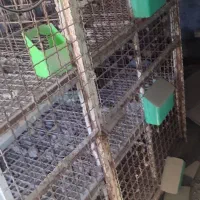 قفس|لوازم جانبی حیوانات|کارون, |دیوار