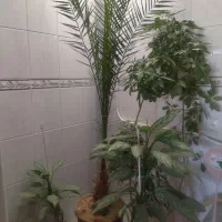 فروش کل