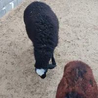 بره تکی وعمده ای|حیوانات مزرعه|ساوه, |دیوار