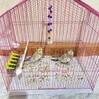 عروس هلندی یکی نر یکی ماده با قفس