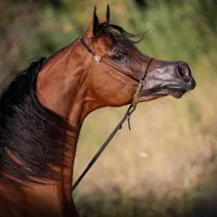 تعدادی نریان بالغ و کره ی عرب مصری (۲سر وارداتی)|اسب و تجهیزات اسب‌سواری|تهران, چیتگر جنوبی|دیوار