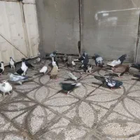 کفتر|پرنده|شیراز, فخرآباد (دروازه کازرون)|دیوار