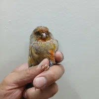 قناری نر درشت و مست شلاقی|پرنده|اصفهان, احمدآباد|دیوار