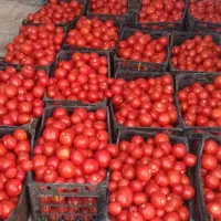گوجه ربی فریمان با آبگیری رایگان درب منزل|عمده‌فروشی|مشهد, استاد یوسفی (شهرک غرب)|دیوار
