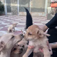 سگ هاسکی|سگ|ورامین, ورامین|دیوار