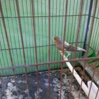 قناری بخون نر