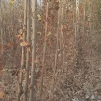 صنوبردوساله