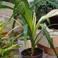 گل و گیاه تک و عمده|گل و گیاه طبیعی|امیدیه, |دیوار