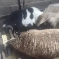 بره نر|حیوانات مزرعه|عباس‌آباد, |دیوار