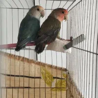 طوطی برزیلی|پرنده|قزوین, |دیوار