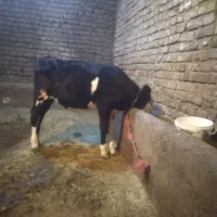 تعدادی بره نر و ماده قزل افشار وگوسفند