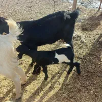 بز دورگ|حیوانات مزرعه|زیرکوه, |دیوار