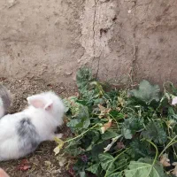 خرگوش لوپ مولد|موش و خرگوش|شهرضا, |دیوار