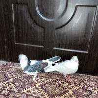 کفتر کبوتر به شرط