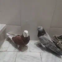 کبوترتهران