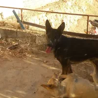 فروش سگ|سگ|ایذه, |دیوار