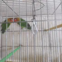 کونوله برزیلی