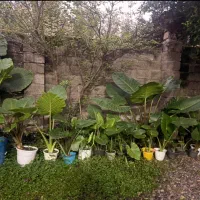 بابا آدم تنه سبز و قرمز|گل و گیاه طبیعی|سنگر, |دیوار