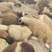 بره قوچ اصلی