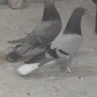 مفلق اصفهانی