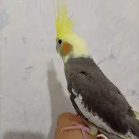 عروس هلندی دستی رام رام|پرنده|قزوین, |دیوار