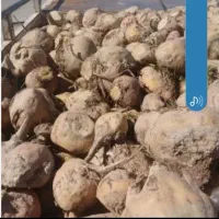 چغندر برای حیوانات