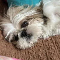 شیتزو سوپر فلت نر