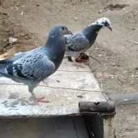 کفتر طوقی. و کیلومتری جوجه|پرنده|اردکان, |دیوار
