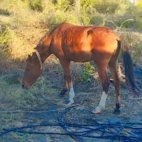 اسب ترک عرب دورگ