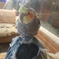 عروس هلندی دستی