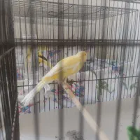 قناری ماده و نر