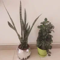 انواع گل با قیمت مناسب