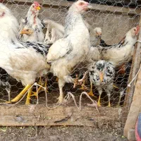 ۲۵ عدد مرغ و خروس گلین ۵ ماه