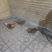 مرغ وخروس|پرنده|اصفهان, کساره|دیوار