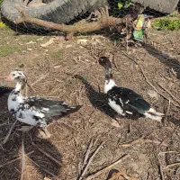 اردک خارجی ماده