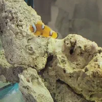 ماهی آب شور دلقک پرکولا ۲ نیم بند تپل